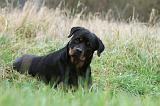 ROTTWEILER 386